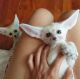 Fennec Fox Animals for sale in Ohio City, Cleveland, OH, USA. price: NA