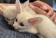 Fennec Fox Animals for sale in Montreat, NC, USA. price: $2,100