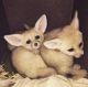 Fennec Fox Animals for sale in Miami, FL, USA. price: $1,200