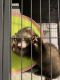 Ferret Animals for sale in Mooresville, NC, USA. price: $250