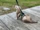 Ferret Animals for sale in Spring Hope, NC 27882, USA. price: $125
