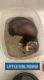 Ferret Animals for sale in La Grande, OR 97850, USA. price: $2,200