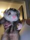 Ferret Animals for sale in Sheppton, PA, USA. price: $680
