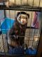 Ferret Animals for sale in Cleveland, OH, USA. price: $500