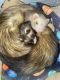Ferret Animals for sale in Warner Robins, GA, USA. price: NA