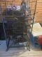 Ferret Animals for sale in Ephrata, PA 17522, USA. price: $400