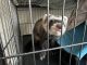 Ferret Animals for sale in Flats Ave, Mebane, NC 27302, USA. price: $500,550