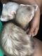 Ferret Animals for sale in Rutherfordton, NC, USA. price: $350