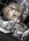 Ferret Animals for sale in Jacksonville, NC, USA. price: $230