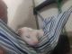 Ferret Animals for sale in Arvada, CO, USA. price: $350