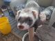 Ferret Animals for sale in 228 Lost Hollow Rd, Dillsburg, PA 17019, USA. price: $100