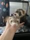 Ferret Animals for sale in Peyton, CO 80831, USA. price: $450