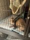 Ferret Animals for sale in Tampa, FL, USA. price: $400
