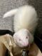 Ferret Animals for sale in Milford, CT, USA. price: $100