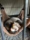Ferret Animals for sale in Fort Worth, TX, USA. price: $200