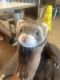 Ferret Animals for sale in Charlotte, NC, USA. price: $340