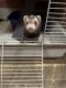Ferret Animals for sale in Kalispell, MT 59901, USA. price: $300