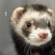 Ferret Animals for sale in Los Angeles, California. price: NA
