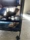 Ferret Animals for sale in Colorado Springs, Colorado. price: $300