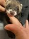 Ferret Animals for sale in Mabank, Texas. price: $450