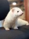 Ferret Animals for sale in Moore Haven, Florida. price: NA