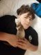 Ferret Animals for sale in Fort Worth, TX, USA. price: $275