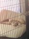 Ferret Animals for sale in Yorktown Heights, NY 10598, USA. price: NA