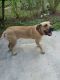 Fila Brasileiro Puppies for sale in Port St. Lucie, FL, USA. price: NA