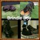 Fila Brasileiro Puppies for sale in Henderson, NV, USA. price: NA