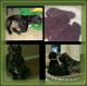 Fila Brasileiro Puppies for sale in Henderson, NV, USA. price: NA