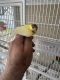 Finch Birds for sale in North Fort Myers, FL, USA. price: $50