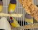 Finch Birds for sale in Eleele, Hawaii. price: NA