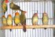 Finch Birds for sale in Miami, FL, USA. price: $45