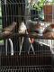 Finch Birds for sale in Coconut Creek, FL, USA. price: $14