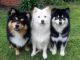 Finnish Lapphund Puppies for sale in Portland, OR, USA. price: NA