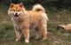 Finnish Lapphund Puppies for sale in California St, San Francisco, CA, USA. price: NA