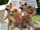 Finnish Spitz Puppies for sale in Knoxville, TN, USA. price: NA