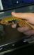 Fire Skink Reptiles for sale in 2021 4th Ave NW, Ardmore, OK 73401, USA. price: NA