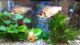 Flagfish Fishes for sale in San Jose, CA, USA. price: NA