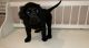 Flat-Coated Retriever Puppies for sale in Avondale, AZ, USA. price: $800