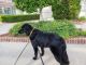 Flat-Coated Retriever Puppies for sale in Concord, NC, USA. price: $300