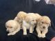 Flat-Coated Retriever Puppies for sale in La Center, Washington. price: $500