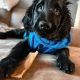 Flat-Coated Retriever Puppies for sale in Indianapolis, IN, USA. price: $300