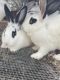 Flemish Giant Rabbits for sale in Rockport, AR 72104, USA. price: NA