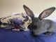 Flemish Giant Rabbits for sale in Apple Valley, CA, USA. price: $175
