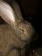 Flemish Giant Rabbits for sale in Meredith, NH, USA. price: $30