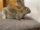 Flemish Giant Rabbits for sale in Colton, CA, USA. price: $100