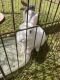 Flemish Giant Rabbits for sale in Surrey, BC, Canada. price: NA