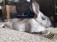Flemish Giant Rabbits for sale in Shawnee, OK, USA. price: NA