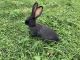 Flemish Giant Rabbits for sale in Des Moines, IA, USA. price: NA